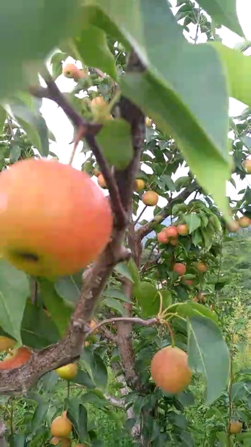 南果梨