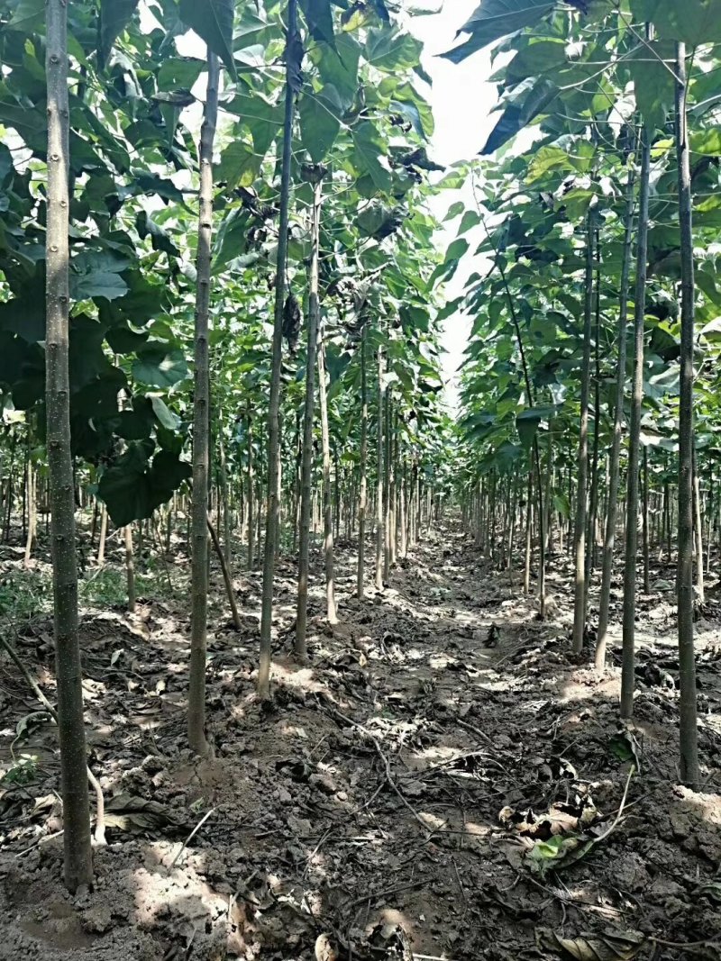楸树基地，梓树苗