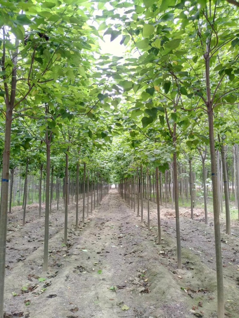 楸树基地，梓树苗