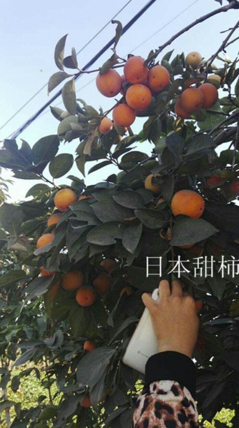 阳丰甜柿子苗次郎柿子苗育苗基地摘下来就可以吃的品种