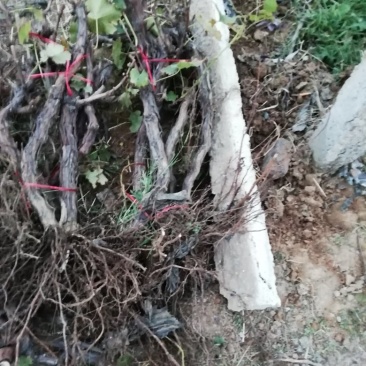 大量供应优质占地葡萄树