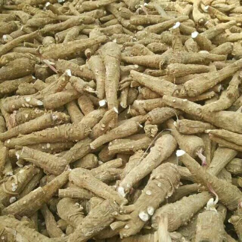 白芷，好管理，当年收，易丰收，提供技术管理包回收！