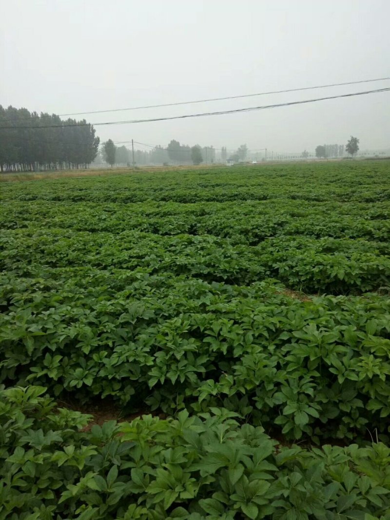 白芷，好管理，当年收，易丰收，提供技术管理包回收！