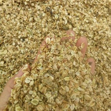 白芷，好管理，当年收，易丰收，提供技术管理包回收！