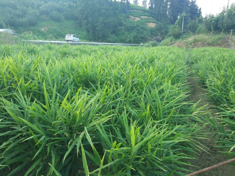 小黄姜，原产地！单个6两～2斤，欢迎各位老板前来咨询！