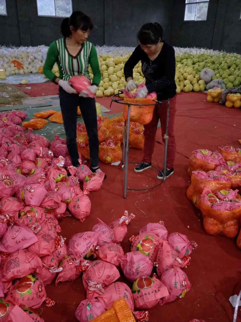 精品红心柚/白柚/皮薄/果肉无核/肉软多汁，量大从优