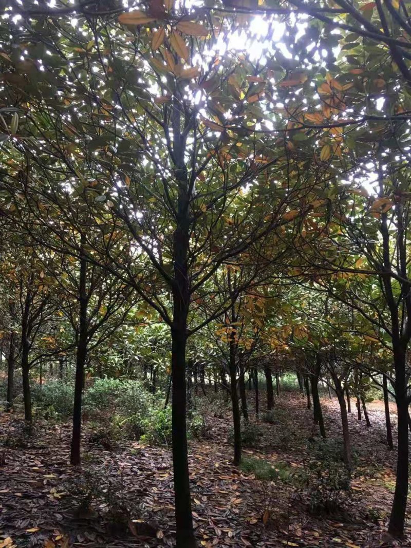 广玉兰桂花香樟栾树多杆朴树丛生香樟多杆香樟