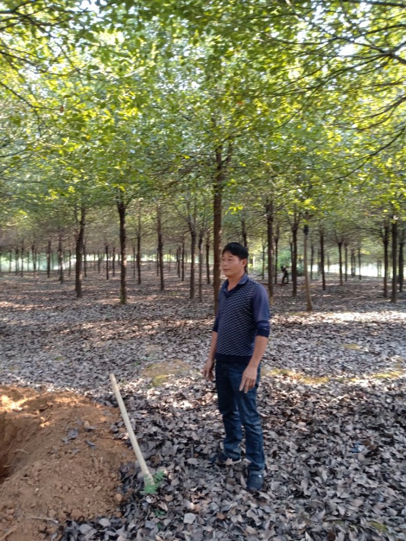15移植全冠香樟骨架移植香樟袋苗香樟光杆香樟一手货源