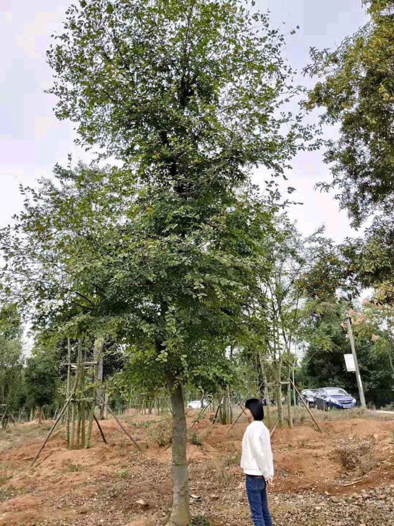 骨架移植朴树多杆朴树拼栽丛生朴树多头朴树