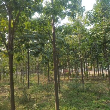 楸树，12到14