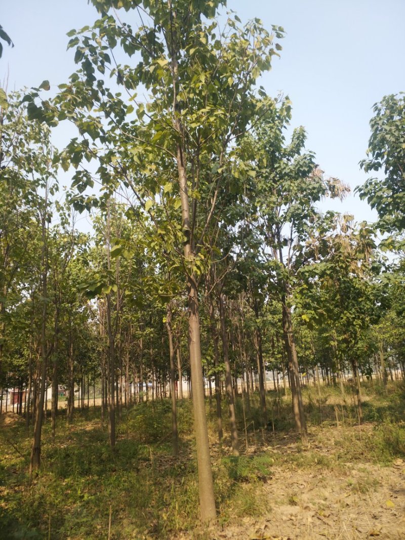 楸树，12到14