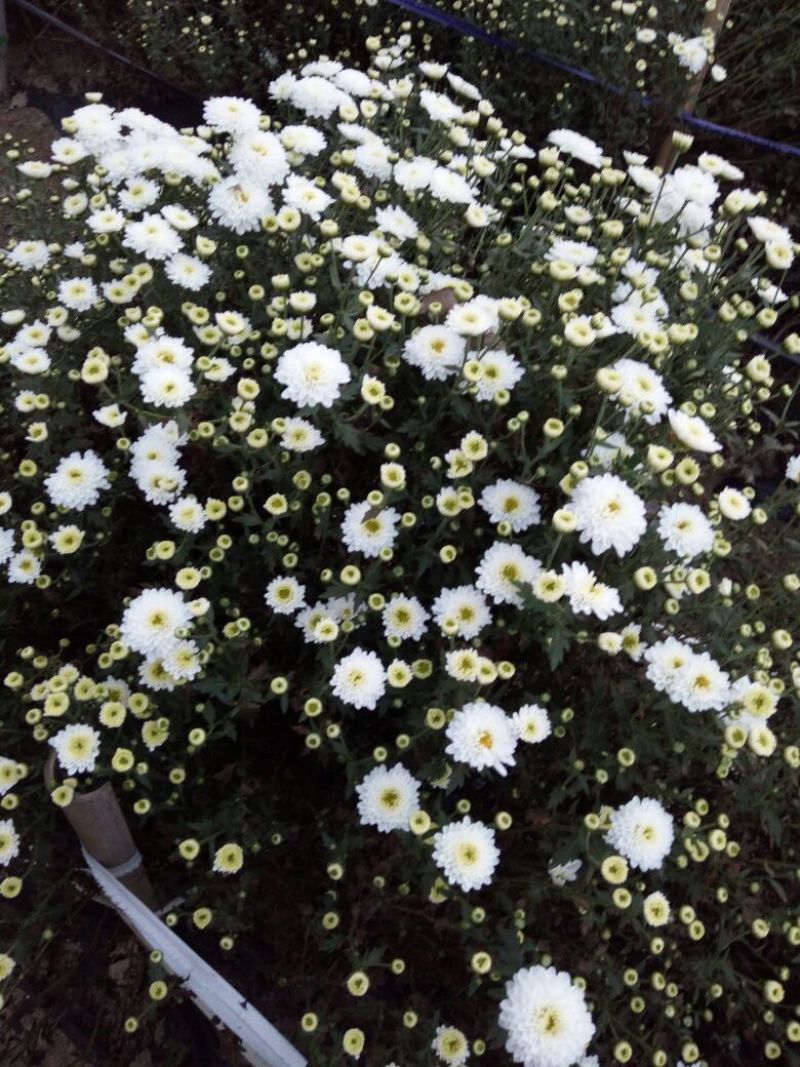 七月菊