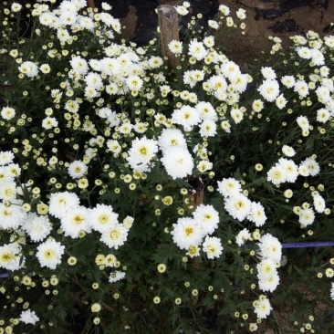 七月菊