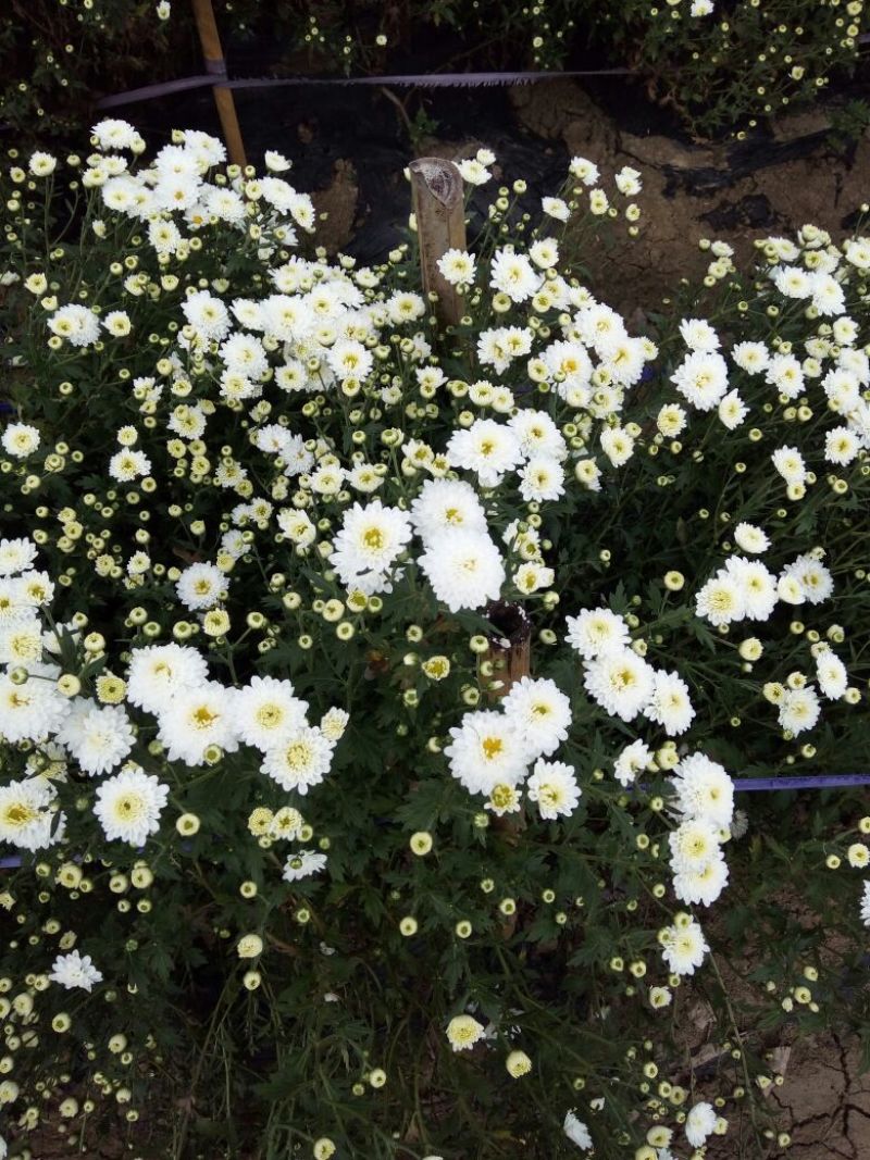 七月菊