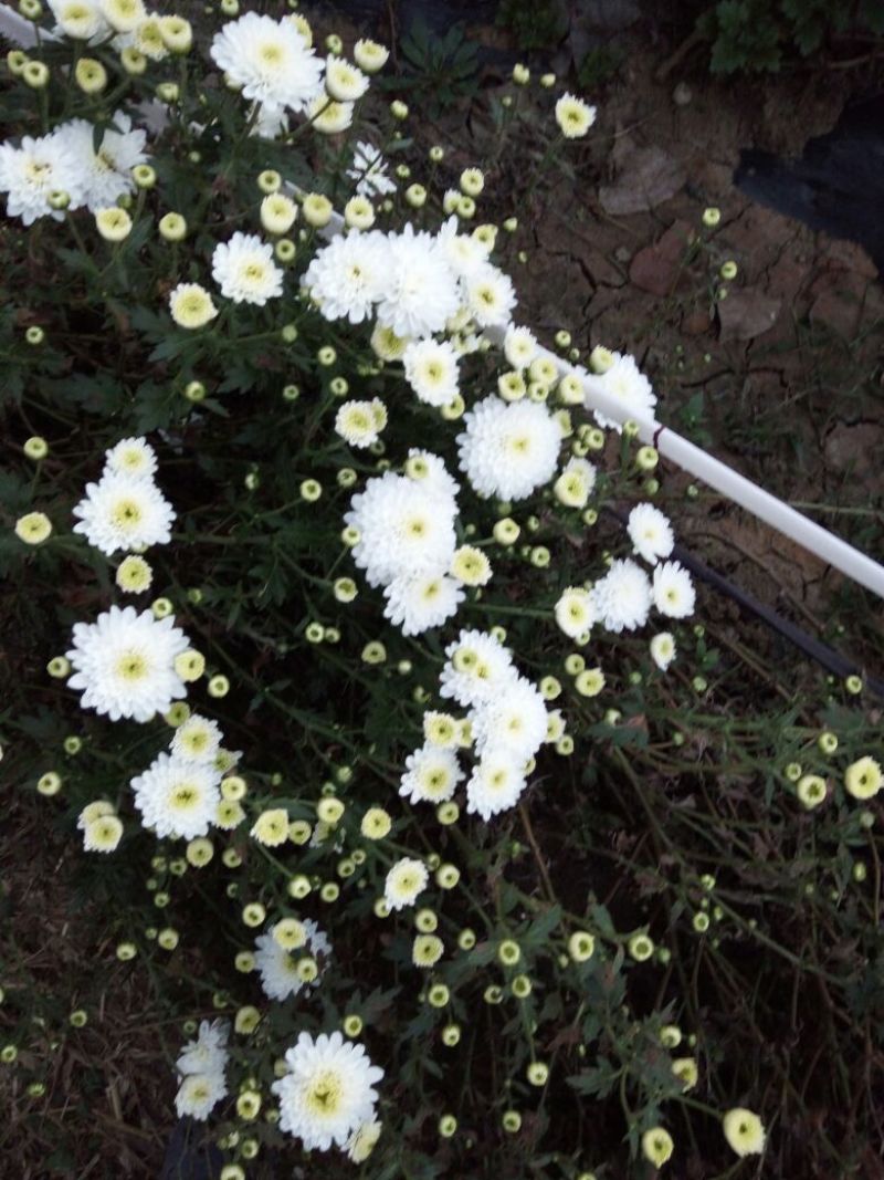 七月菊