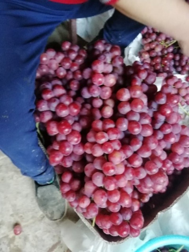 大荔红提葡萄批发，优质红提葡萄基地，万亩红提葡萄行情