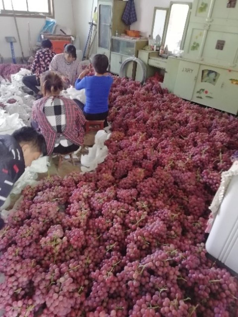 陕西优质红提葡萄批发，大荔县防雨棚红提葡萄产地价格