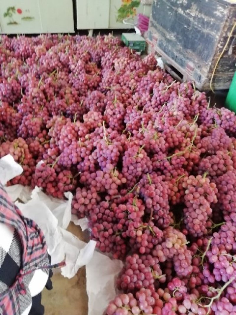 陕西优质红提葡萄批发，大荔县防雨棚红提葡萄产地价格