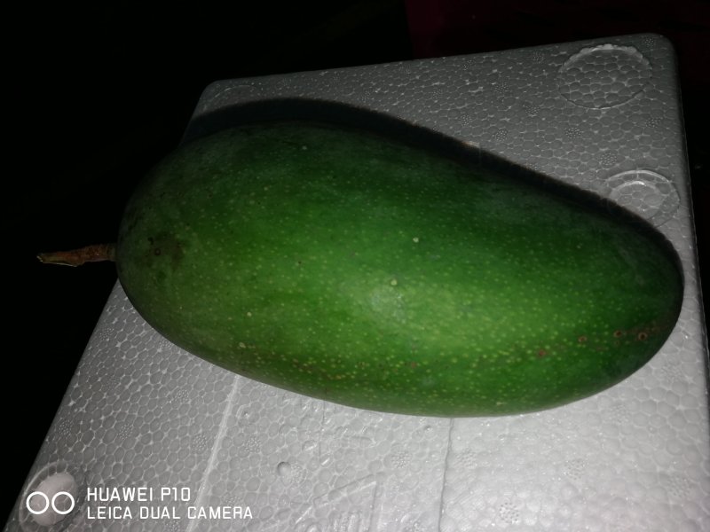 大青芒