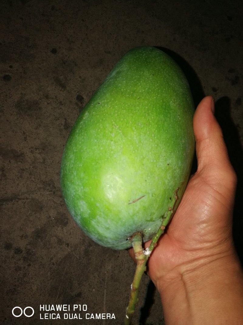 大青芒