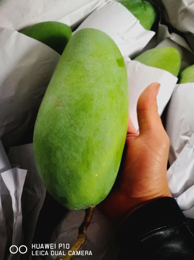 大青芒