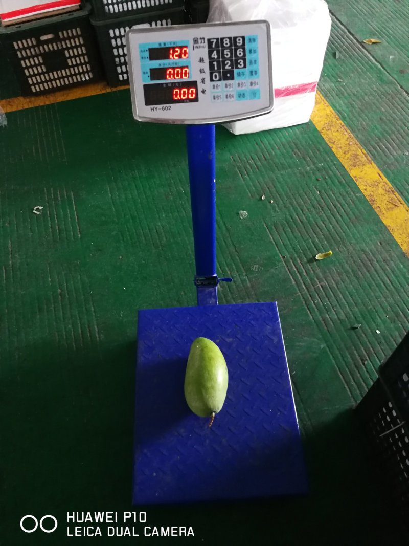 大青芒