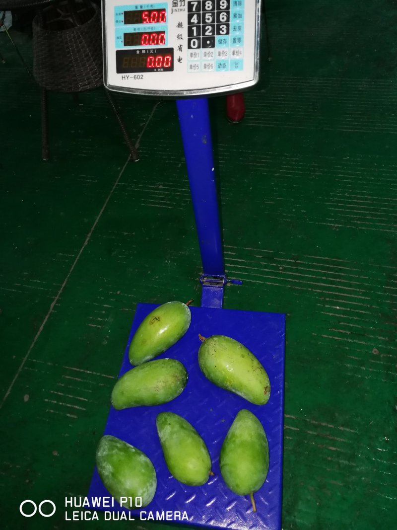 大青芒