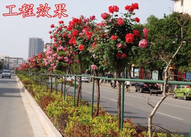 多色嫁接树桩棒棒糖月季大花花卉盆栽老桩玫瑰四季开花欧月
