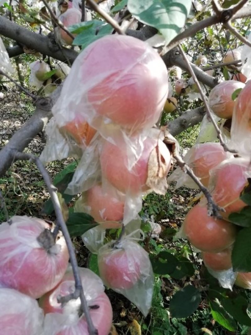 陕西纸袋红富士苹果批发，洛川纸袋红苹果产地，纸加膜红富士