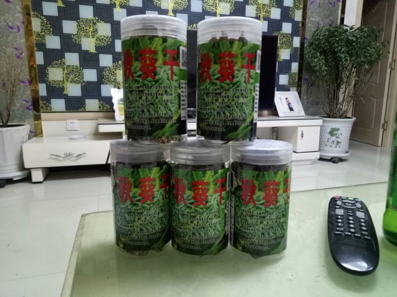 秋葵干养胃，补肾，老年人降三高！