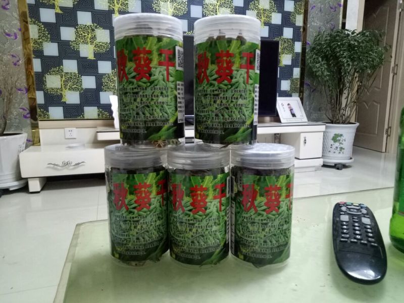 秋葵干养胃，补肾，老年人降三高！