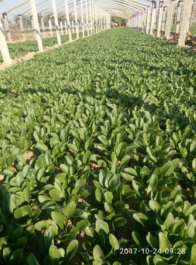 精选菠菜，万亩波菜基地现货直发15-26公分欢迎来电订购