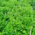 富贵菜苗长命菜种苗种苗明月草多年生常阳台四季大田