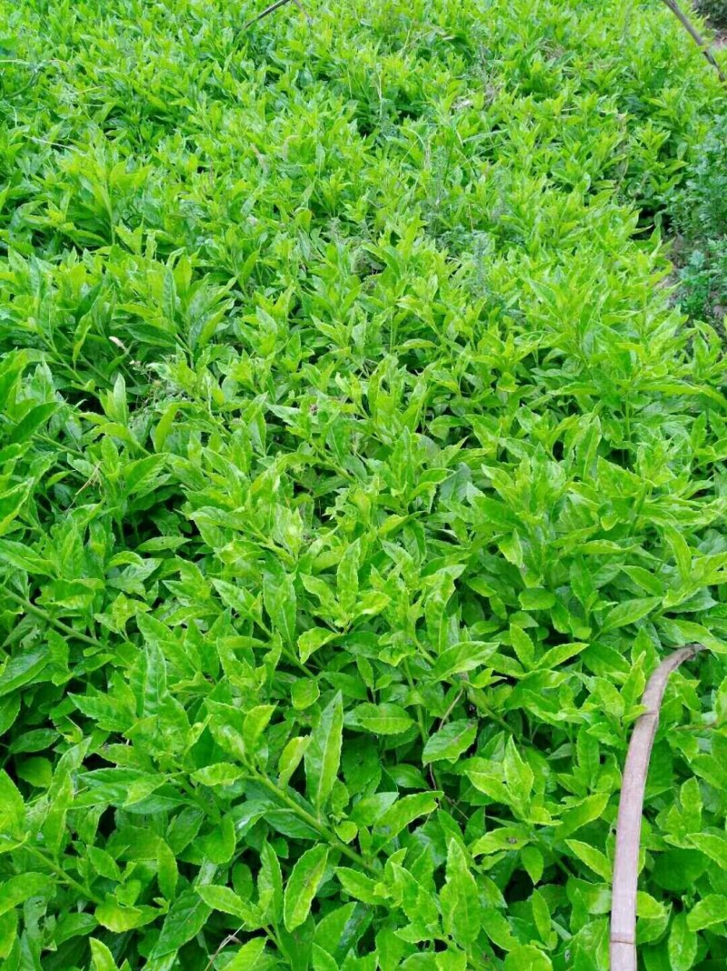 富贵菜苗长命菜种苗种苗明月草多年生常阳台四季大田
