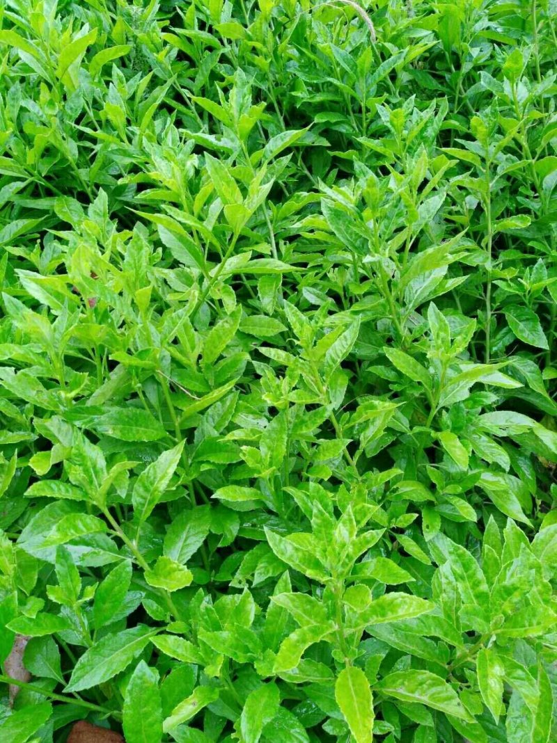 富贵菜苗长命菜种苗种苗明月草多年生常阳台四季大田