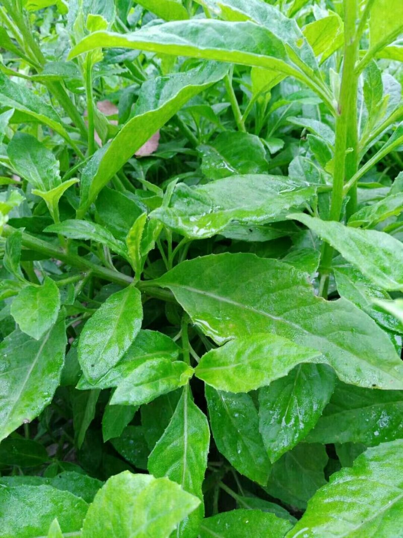 富贵菜苗长命菜种苗种苗明月草多年生常阳台四季大田