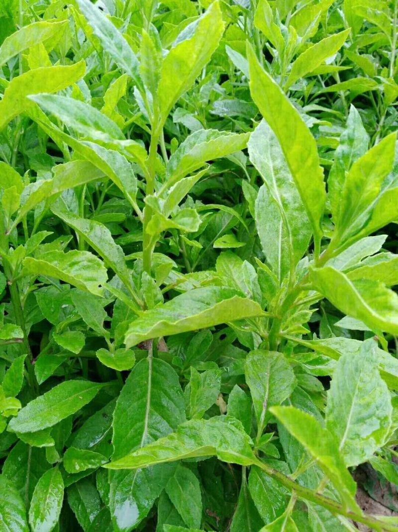 富贵菜苗长命菜种苗种苗明月草多年生常阳台四季大田