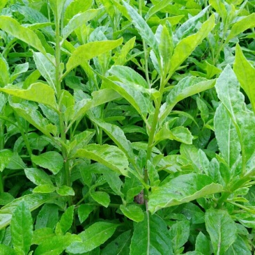 富贵菜苗长命菜种苗种苗明月草多年生常阳台四季大田