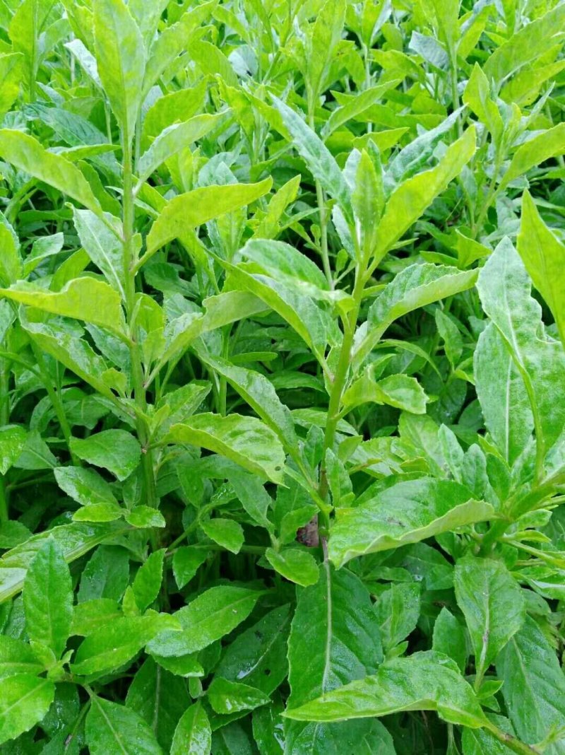 富贵菜苗长命菜种苗种苗明月草多年生常阳台四季大田
