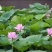 莲藕种根苗荷花苗盆栽水养莲花大型食用池塘观赏睡莲水培碗莲