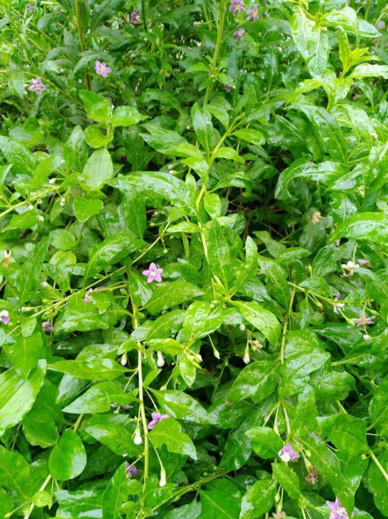 叶用枸杞苗大叶菜用枸杞种苗高产枸杞芽苗无刺枸杞苗食用