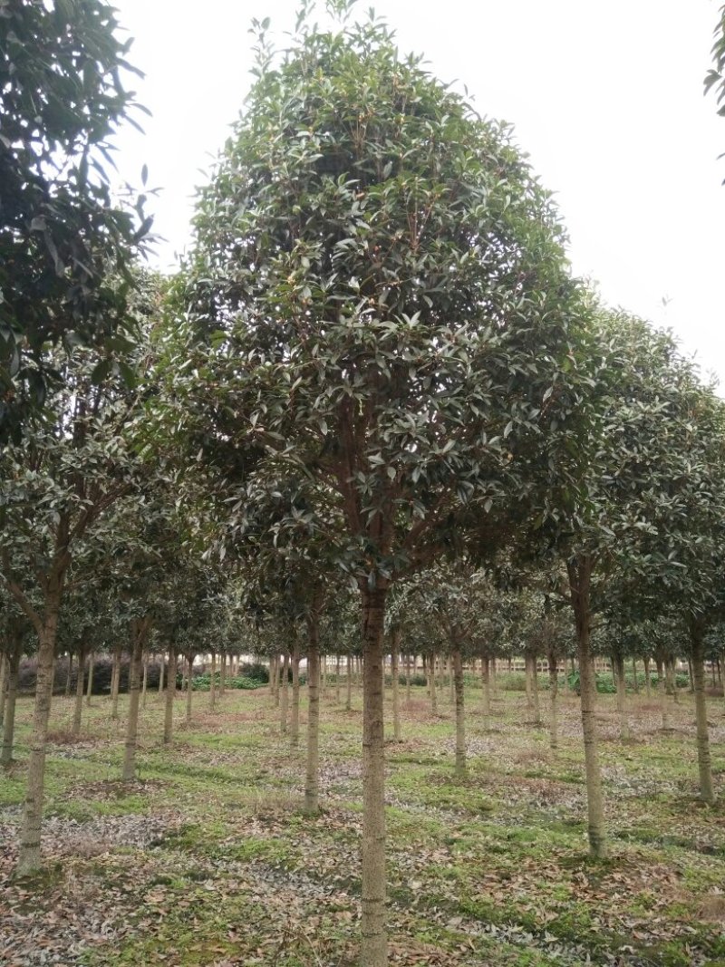 桂花，9公分桂花树，西南桂花树基地