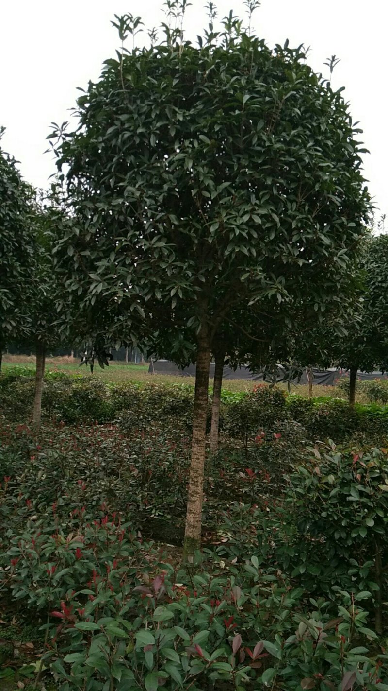 桂花，9公分桂花树，西南桂花树基地