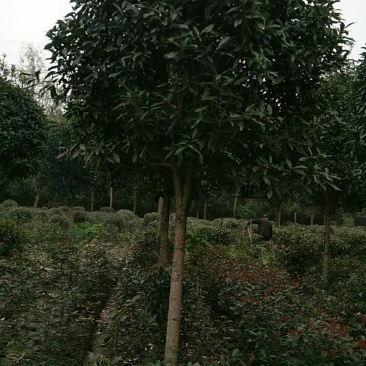 桂花，9公分桂花树，西南桂花树基地