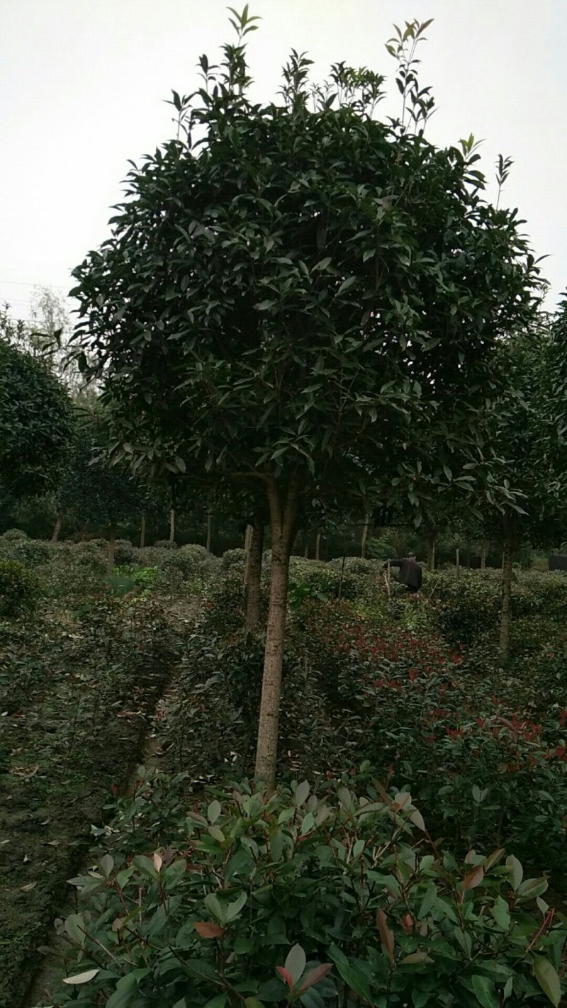 桂花，9公分桂花树，西南桂花树基地