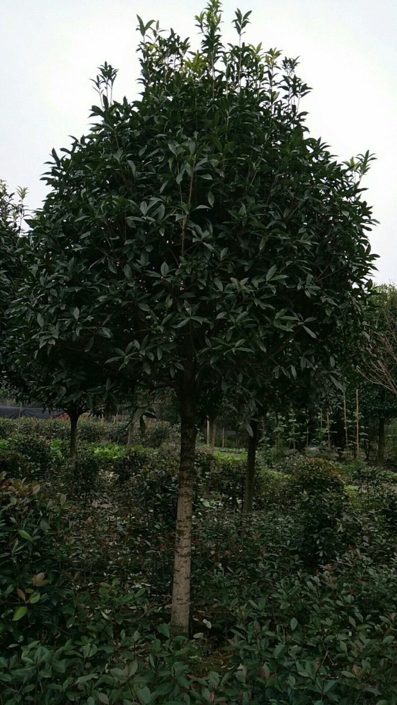 桂花，9公分桂花树，西南桂花树基地