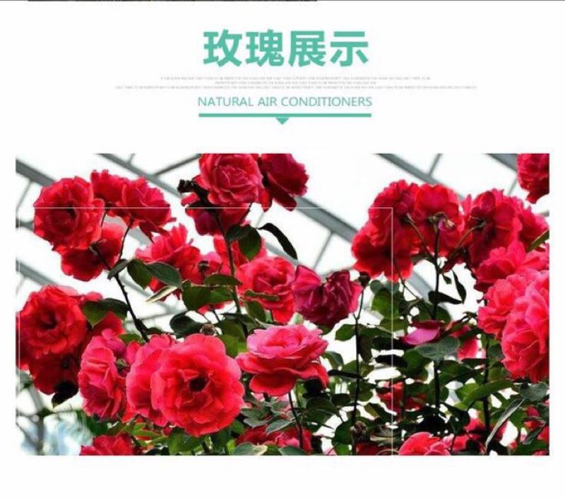 【聚便宜】香水玫瑰玫瑰花苗盆栽月季月季花苗大花月季