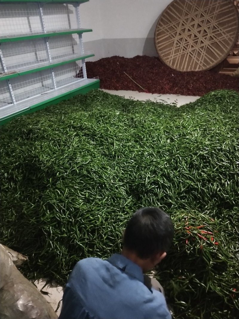 青辣椒