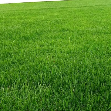 俊杰草业