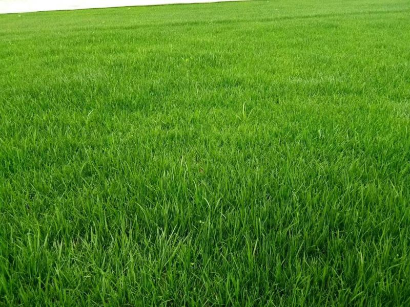 俊杰草业